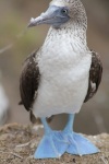 Blue-footed booby at Isla de la Plata, Ecuador
