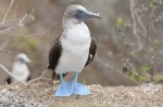 Blue-footed booby at Isla de la Plata, Ecuador