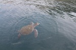 Turtle at Isla de la Plata, Ecuador