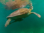 Turtle, Akumal beach, Mexico